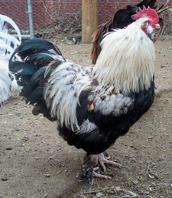 Brahma Chicken - Knowledge Base LookSeek.com