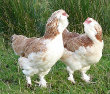 Favorelle Chickens