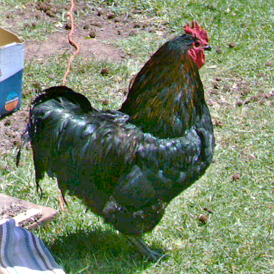 blue jersey giant hen