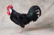 White Faced Black Spanish Chickens
