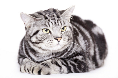 Shorthair Cat Breeds Britannica