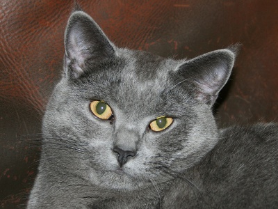 chartreux cat facts