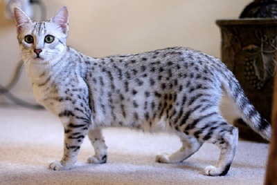 egyptian mau cat facts