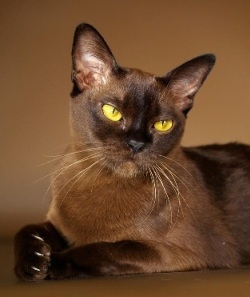 European-Burmese-Cat.jpg