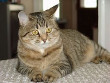 Pixi-Bob Cat