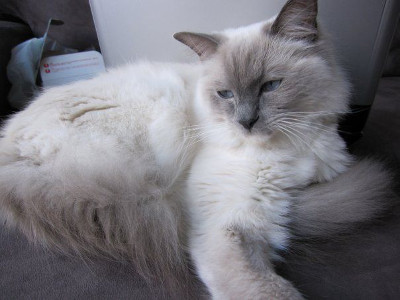 male ragdoll cat