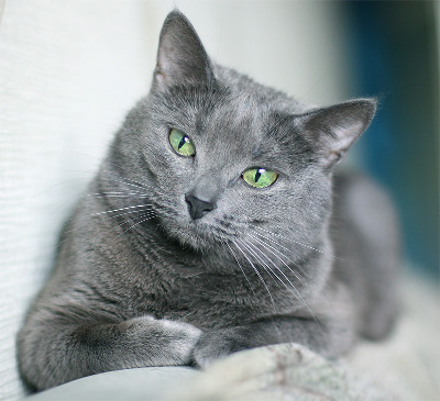 facts about russian blue cats
