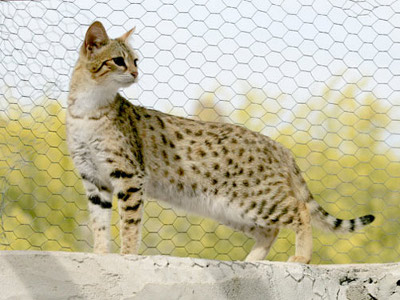 about savannah cats