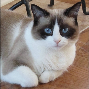 blue snowshoe cat