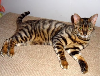 What Are Toygers? Domestic Tiger-Cats as House Pets - PetHelpful