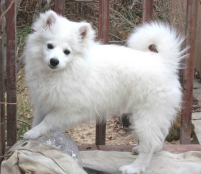 miniature american eskimo dog