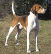 American Foxhounds Dog
