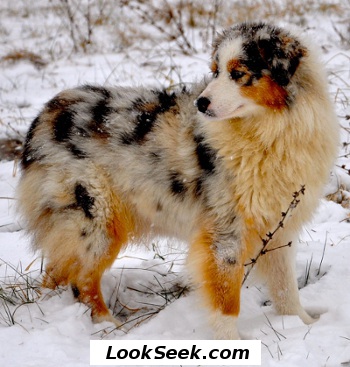 fat australian shepherd