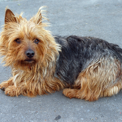 Fedt vegne Rullesten Australian Terrier Dog (Australian Dog) - Knowledge Base LookSeek.com