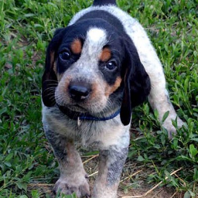 a blue tick hound dog