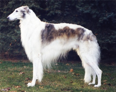 borzoi dog