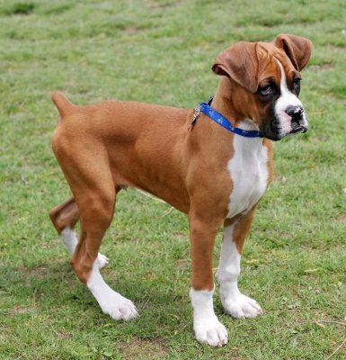 tan and white boxer