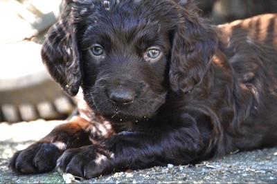 boykin spaniel puppies