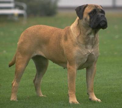 Bullmastiff 101 store