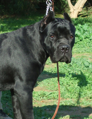 150 lb cane corso