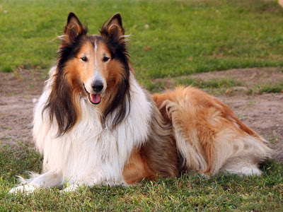 collie dog size