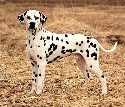 all about dalmatians