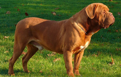  Dogue de Bordeaux Dog - Knowledge Base LookSeek.com