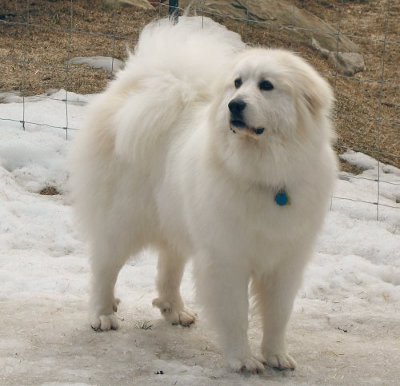 great pyrenees with other dogs