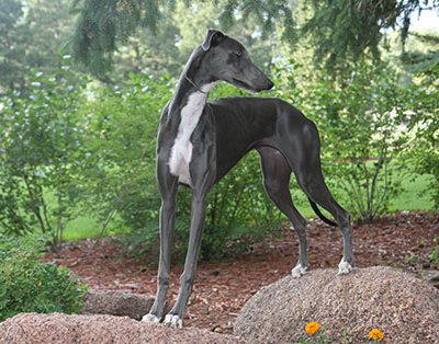 greyhound dog info