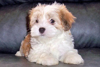 facts about havanese