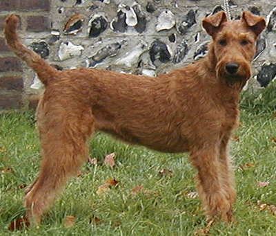 irish terrier dogs 101