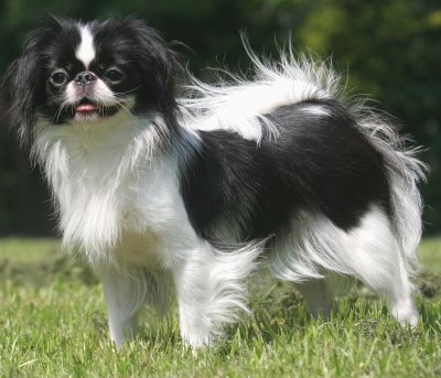 black japanese chin