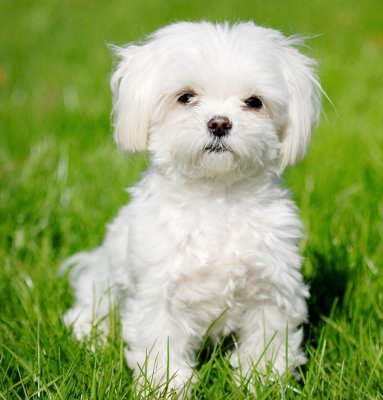 facts about maltese puppies