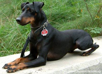 what breed is a manchester terrier