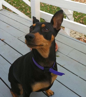 does the miniature pinscher have respiratory signs