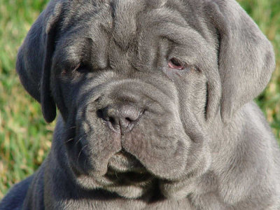 what does a mastiff dog look like