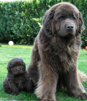 newfoundland family dog