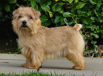 are norfolk terriers cuddly