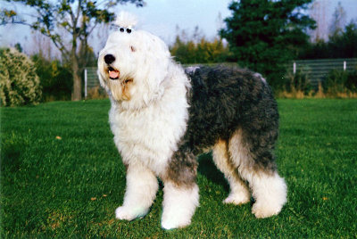 how tall are old english sheep dogs akc