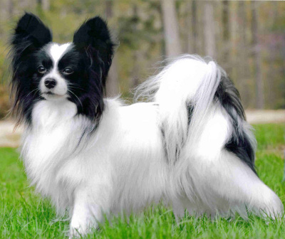 papillon breed info