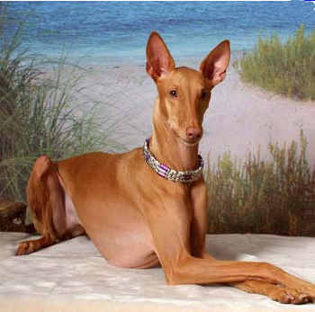 egyptian hound dog