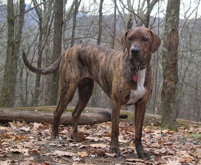 plott hound colors