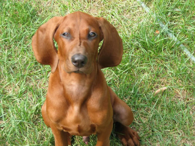 redbone coonhound dog