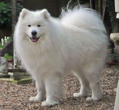 samoyed dog