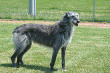 Scottish Deerhound Dog