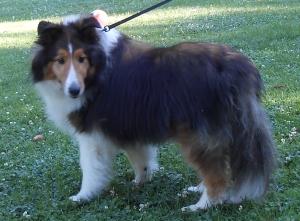 shetland sheepdog herding