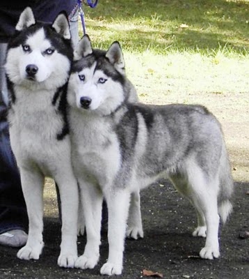 working siberian husky