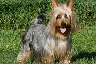 Australian silky store terriers for sale