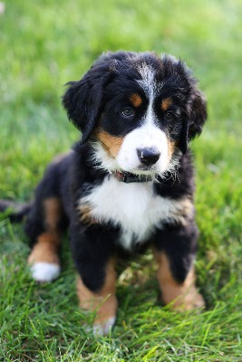 all about bernese mountain dogs