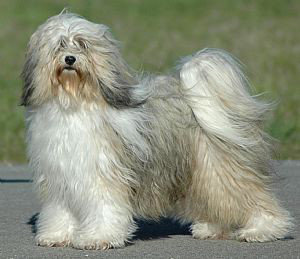 tibetan terrier dogs 101